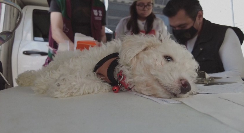 ცხოველთა დაცვის სააგენტომ მექსიკაში ძაღლების საერთაშორისო დღე აღნიშნა