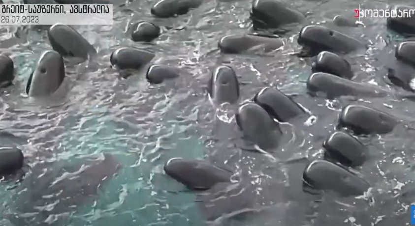 გრეიტ-საუზერნი, ავსტრალია