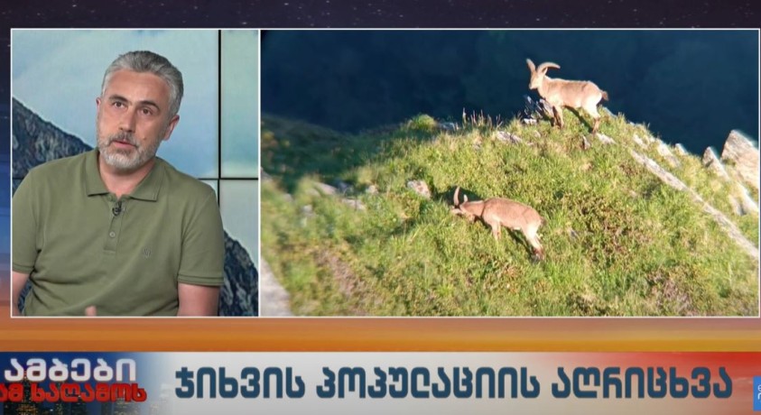 ჯიხვის პოპულაციის აღრიცხვა – სამეცნიერო-კვლევითი ცენტრის კონსერვაციის პროგრამის დირექტორი, ბეჟან ლორთქიფანიძე