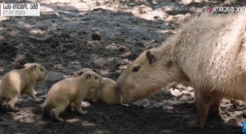 სან-დიეგო, აშშ