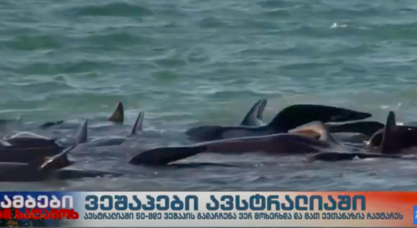 ავსტრალიაში 50-მდე ვეშაპს ევთანაზია გაუკეთეს