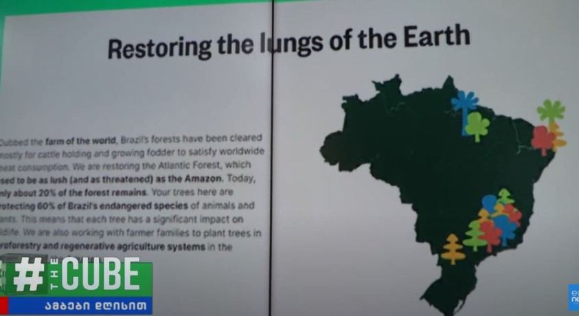 Google-ის საძიებო სისტემა, რომლის მოგების 80% ხეების დარგვაში იხარჯება