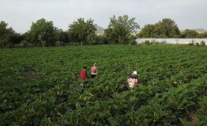 კლიმატი და ქალები