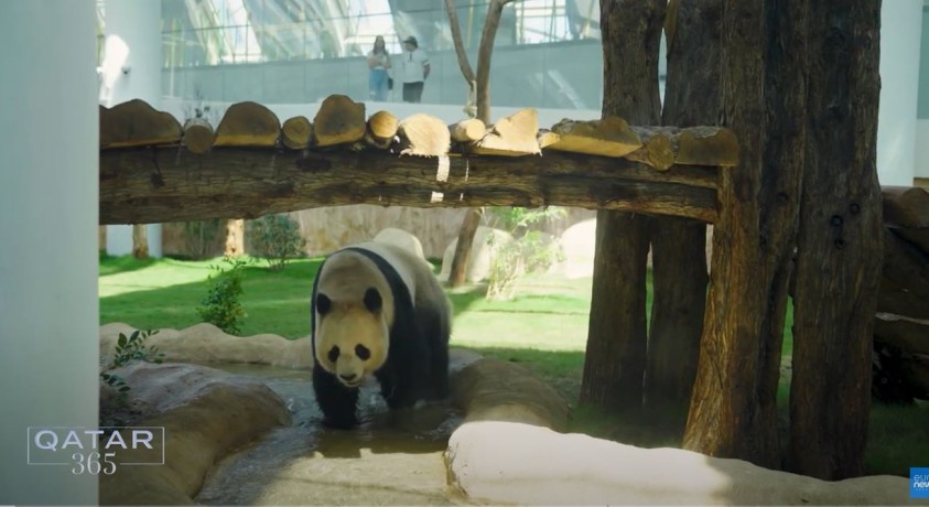 კატარის ველურ ცხოველთა საოცარი სანაშენეები