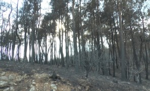 კლიმატის ცვლილებასთან ერთად საბერძნეთში ტყის ხანძრების მასშტაბი იზრდება