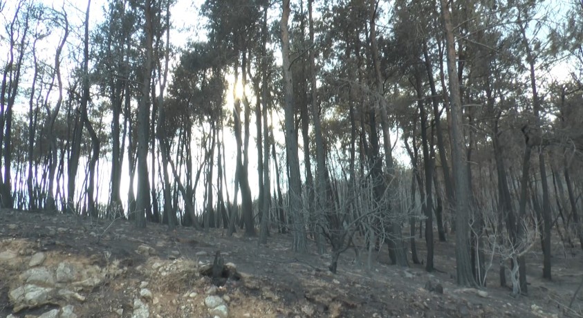 კლიმატის ცვლილებასთან ერთად საბერძნეთში ტყის ხანძრების მასშტაბი იზრდება