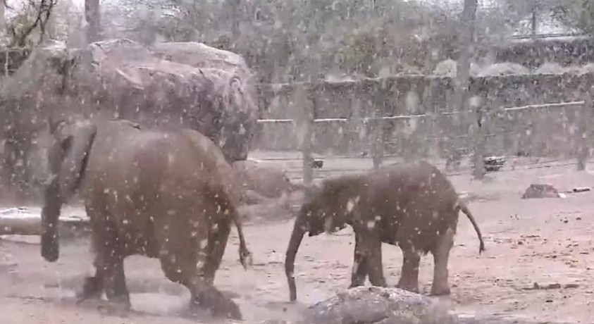 სპილოების თამაში თოვლში – არიზონა