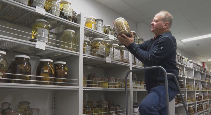 მიჩიგანის უნივერსიტეტში ქვეწარმავლებისა და ამფიბიების 70 ათასამდე ეგზემპლარი ინახება