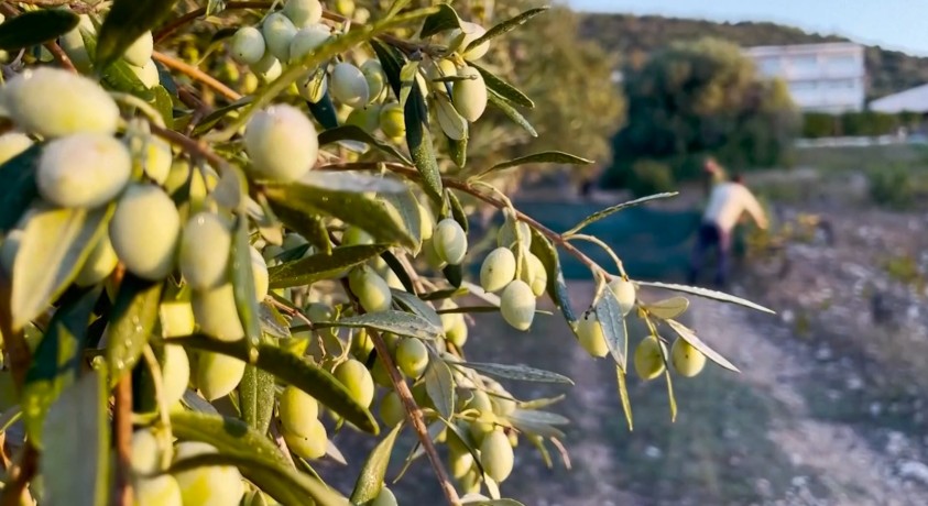 ზეითუნის ზეთზე ფასების რეკორდული ზრდის შედეგად გახშირდა ზეთისხილის ქურდობის შემთხვევები