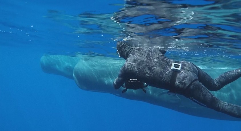 კარიბის ზღვის კუნძულებთან ვეშაპების გადასარჩენად დაცული ტერიტორია შექმნეს