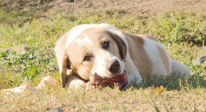 ორგანიზაციას „ცხოველთა მეგობრები“ რუსთავში 60 მიუსაფარი ძაღლი ჰყავს შეფარებული