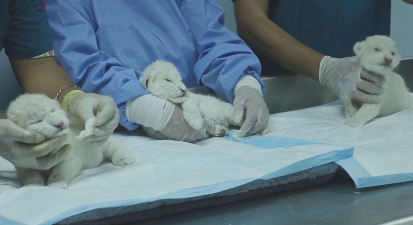 ვენესუელას ზოოპარკში გადაშენების პირას მყოფი, თეთრი ლომის სამი ბოკვერი დაიბადა