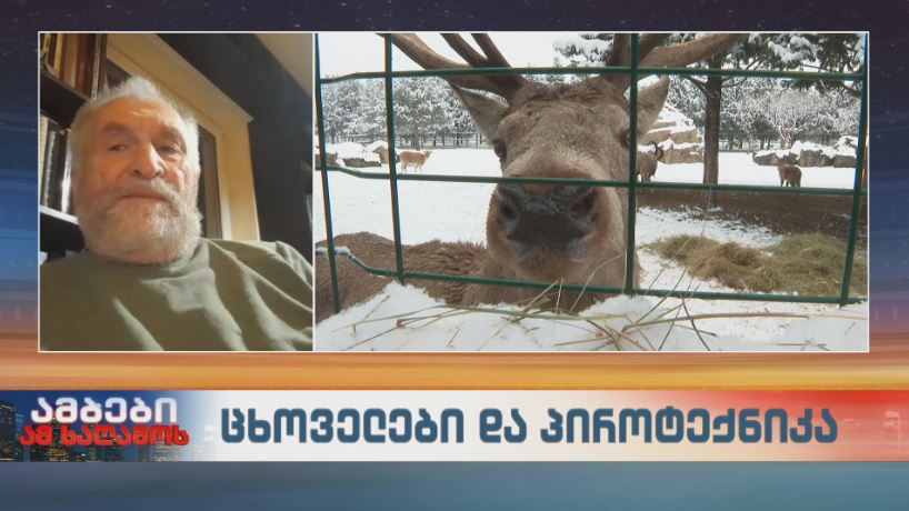 ცხოველები და პიროტექნიკა