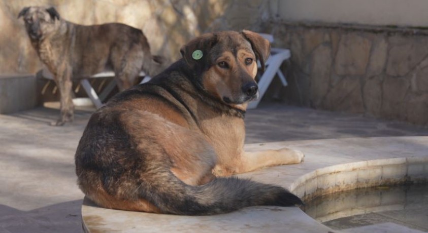 “პელე” და სხვები…