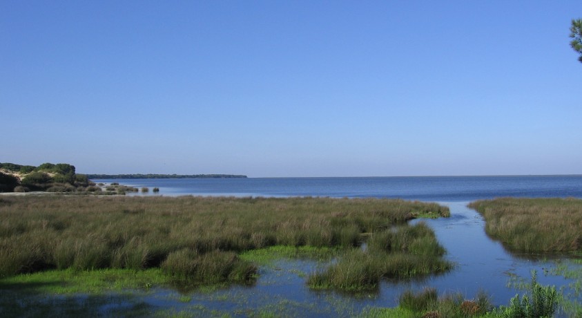 რამდენად შეძლებს ესპანეთი, გადაარჩინოს დონიანას ეროვნული პარკი განადგურებისგან