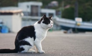 როგორ უწყობენ ხელს ირმები და კატები იაპონიის ტოჰოკუს რეგიონში ტურიზმის განვითარებას?