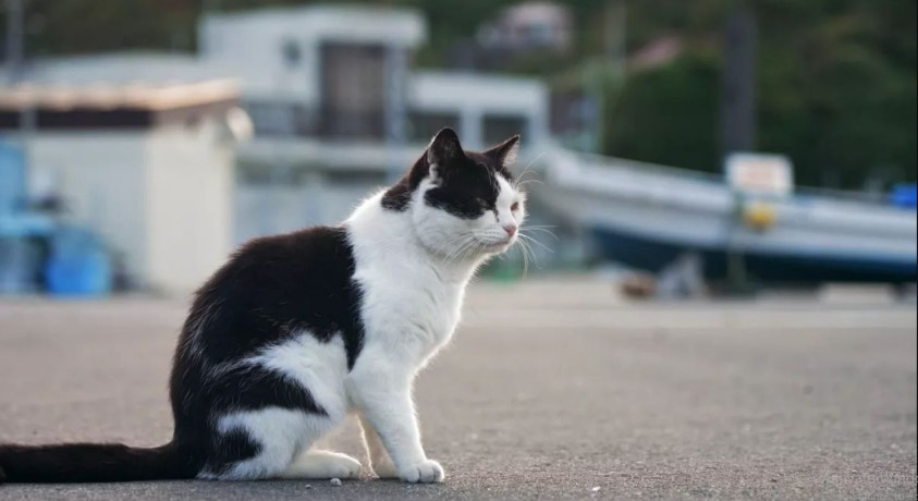 როგორ უწყობენ ხელს ირმები და კატები იაპონიის ტოჰოკუს რეგიონში ტურიზმის განვითარებას?