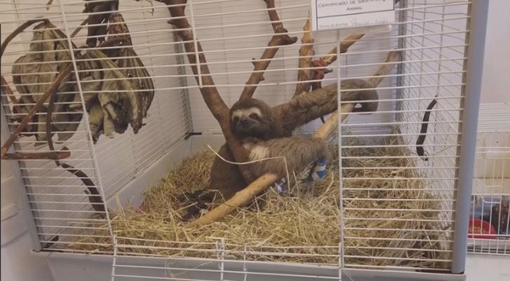 ცხოველების მკურნალობის ახალი მეთოდი