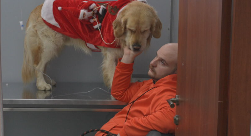 როგორი იყო 2023 წელი მიუსაფარი ცხოველებისთვის