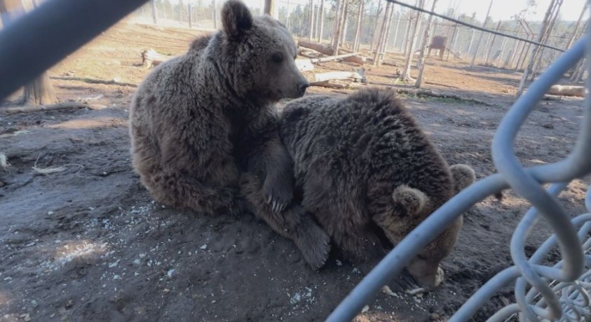 ტაისონა და დანტე