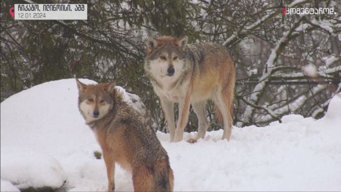 ჩიკაგო, ილინოისი – აშშ