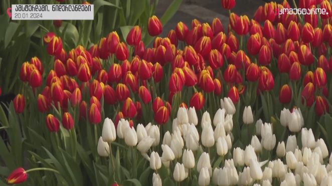 ამსტერდამი, ნიდერლანდები