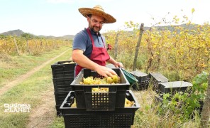 ბოლნისელი მეღვინეების ამბავი