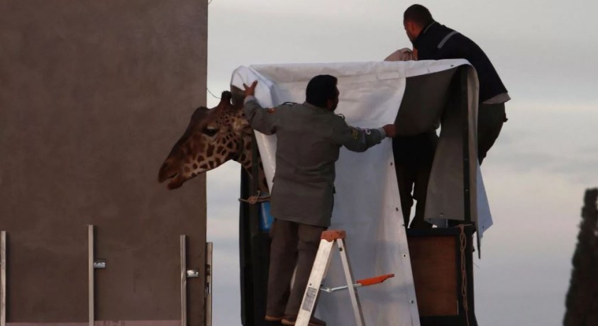 მექსიკაში აქტივისტების მოთხოვნით ჟირაფი ბენიტო პატარა გალიიდან დიდ ნაკრძალში გადაიყვანეს