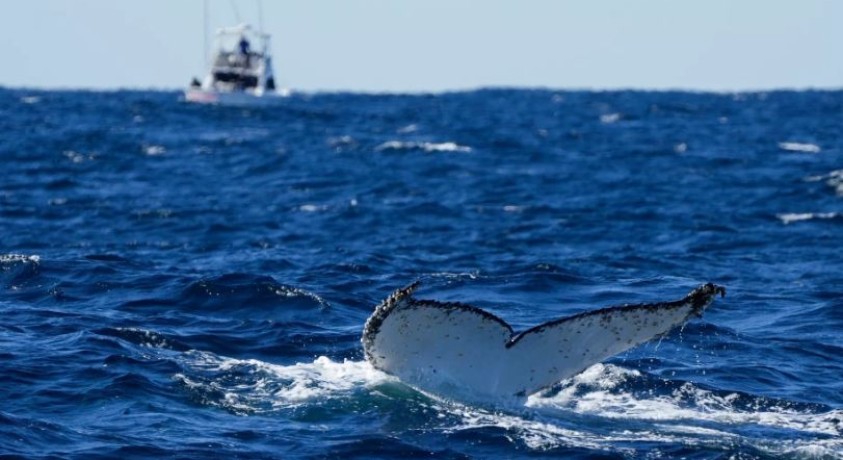 მიგრირებადი ცხოველების პოპულაცია საგანგაშოდ იკლებს – გაეროს ახალი ანგარიში