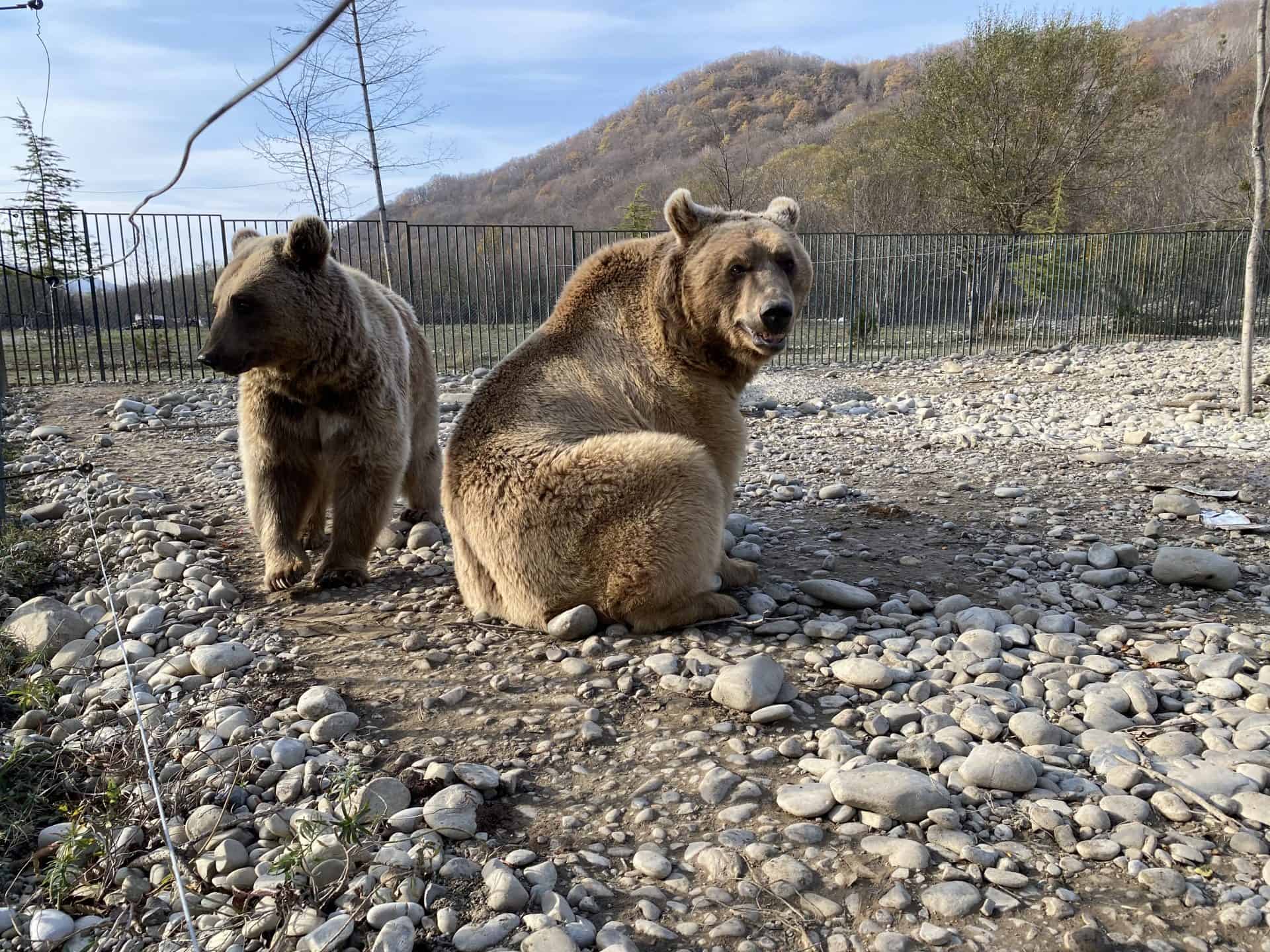 დათვების თავშესაფარი