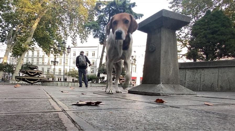 მიუსაფარი ძაღლი