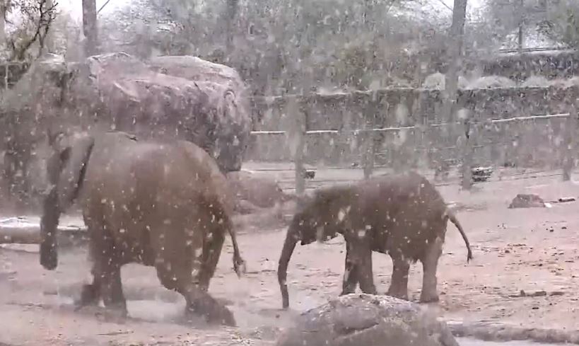 სპილოების თამაში