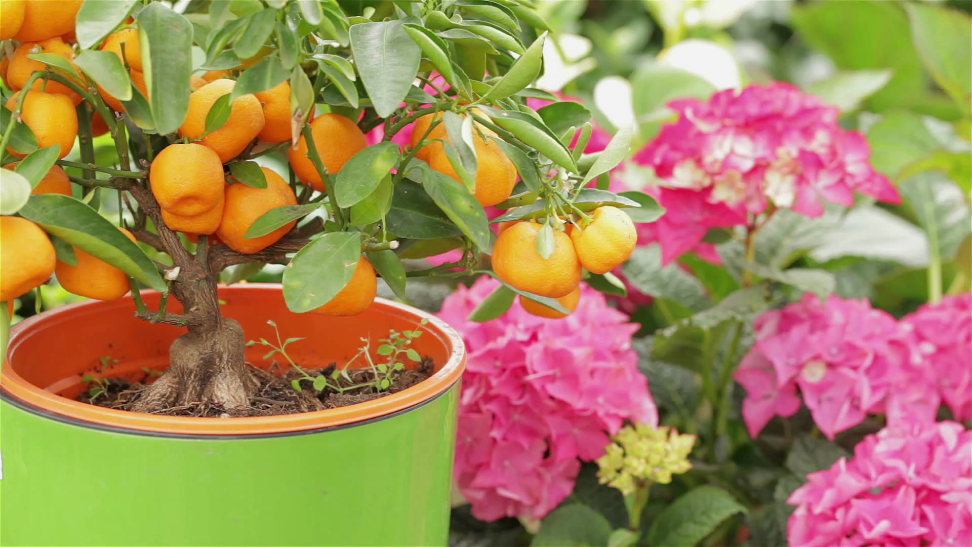 GARDENING-LHA-0704-NOVO_Moment